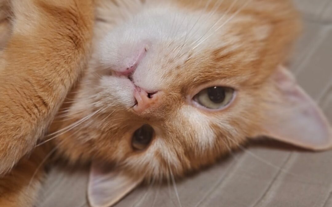 SIMBA