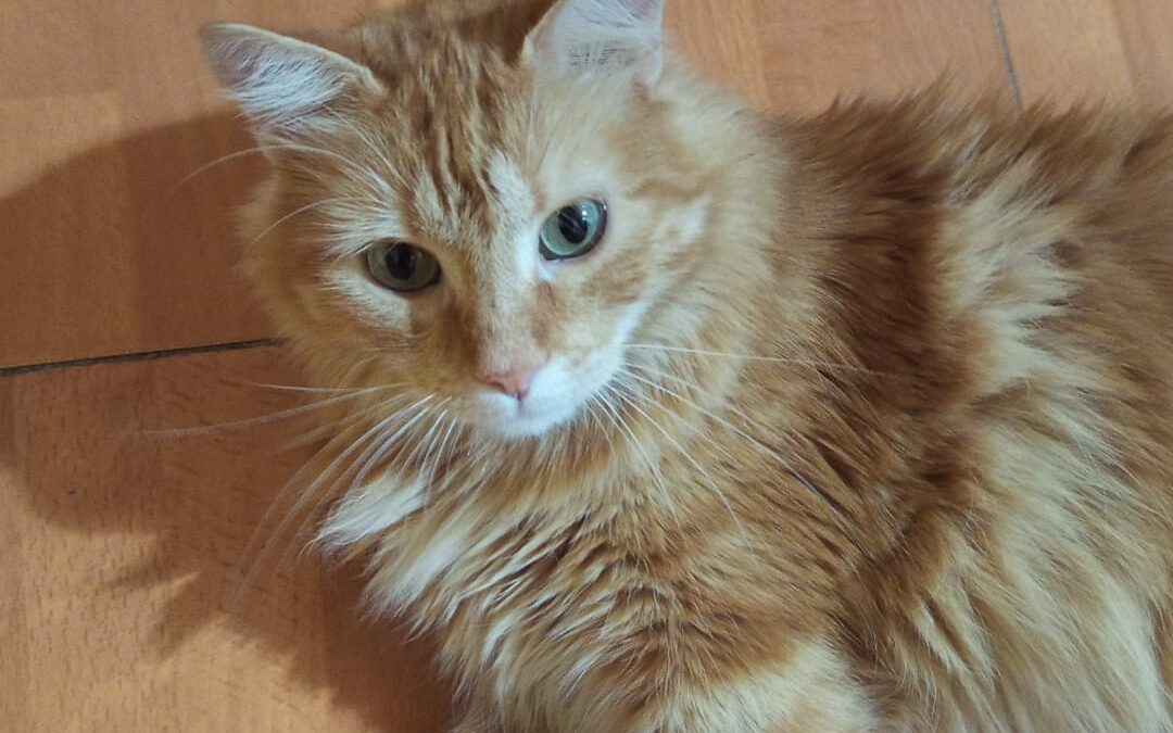 SIMBA