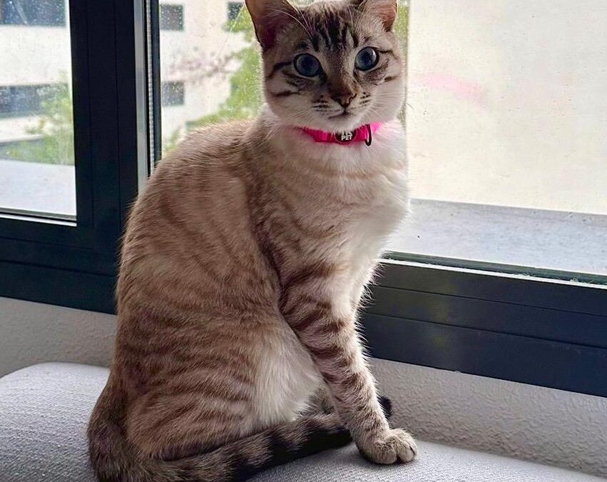 LILI